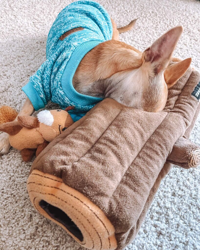 A chihuahua playing with his hide and seek squirrel plush toy