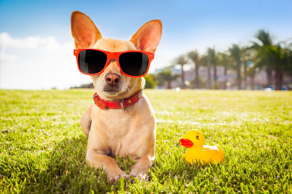 Tan chihuahua wearing red sunglasses and a red collar sunbathing in a park next to a yellow rubber duck