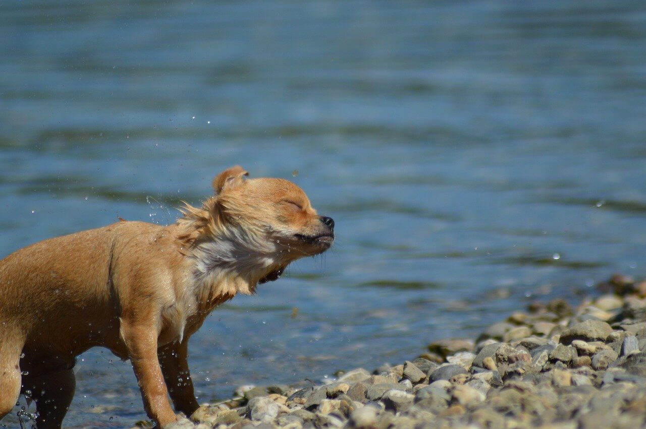 Do Chihuahuas Like the Water? (Swimming Guide)