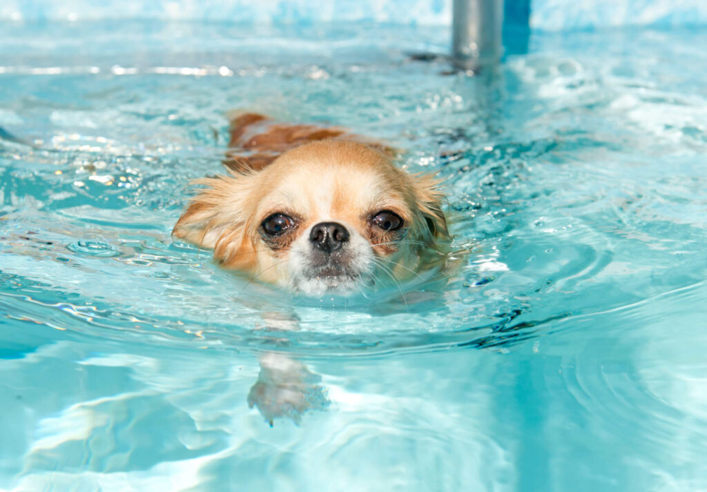 A light haired chihuahua swimming and liking the water