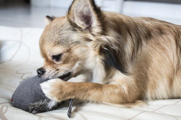 24 Fun Games to Play with Your Chihuahua