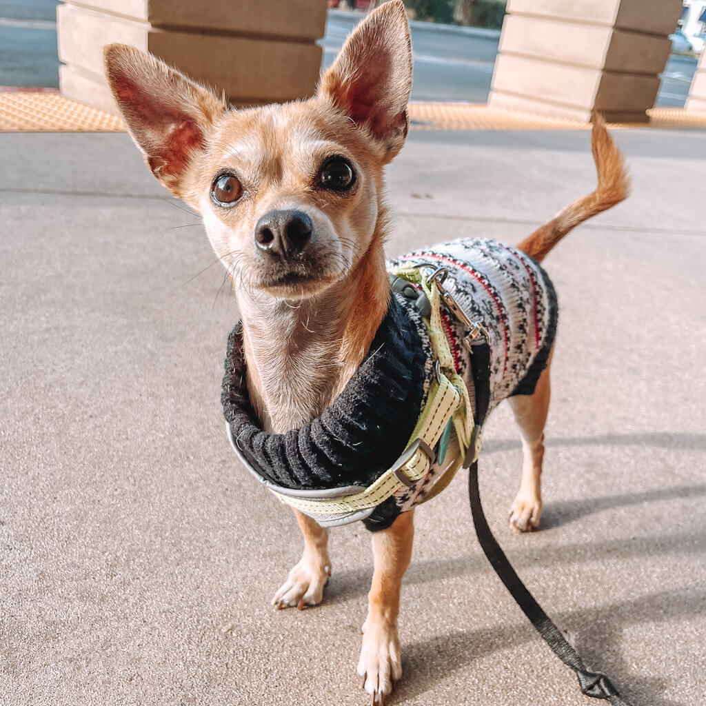 How Much Exercise Do Chihuahuas Need? [Exercise Plan + Ideas]