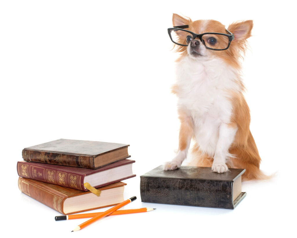 A chihuahua is wearing glasses and perching atop a book with several books and pencils stacked around