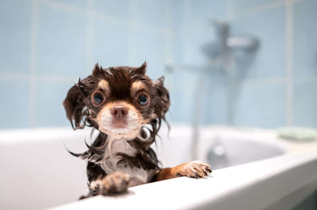 Dark long-haired chihuahua with soapy fur in a bath tub