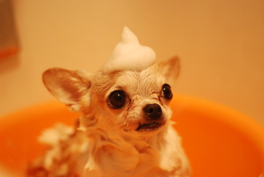 A light colored Chihuahua is having bathtime with soap bubbles on his head