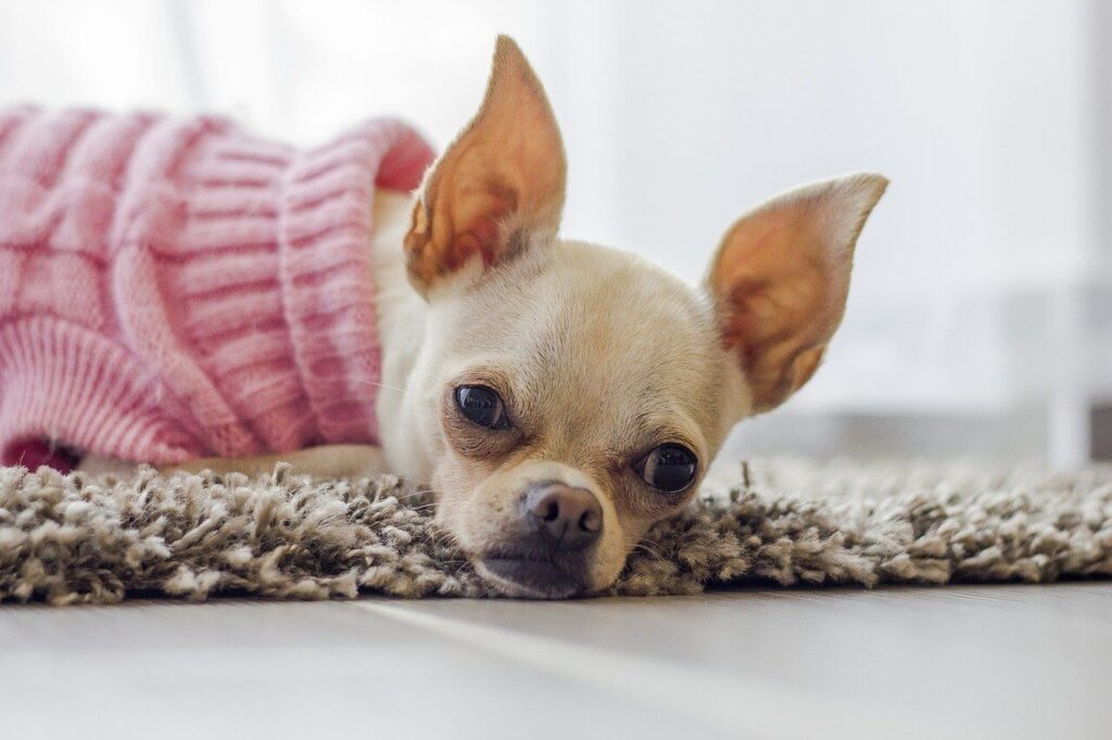 A tan Chihuahua with big ears is wearing a pink sweater and lying on a rug