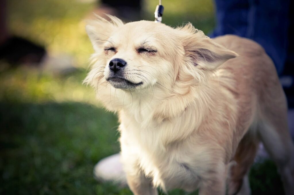 A tan Chihuahua is standing with its ears back and eyes closed
