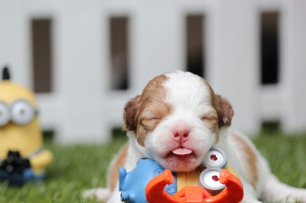 A chihuahua puppy sleeping on top of its toy