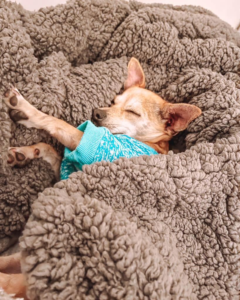 A chihuahua wearing a blue sweater sleeping on a fluffy gray blanket