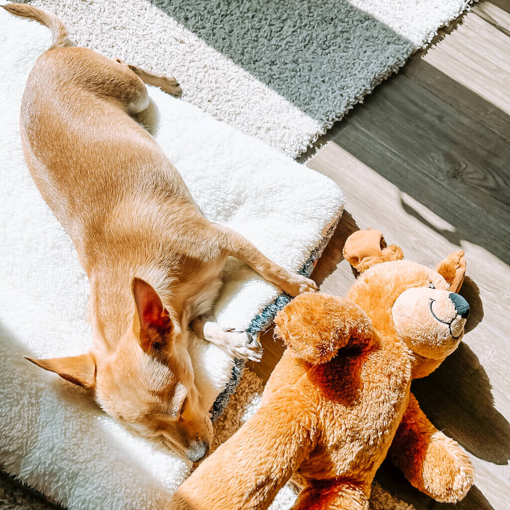 A chihuahua sleeping on a mat with the sun shining through and his teddy bear next to him