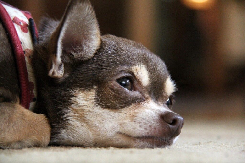 A depressed chihuahua laying on the ground staring sadly