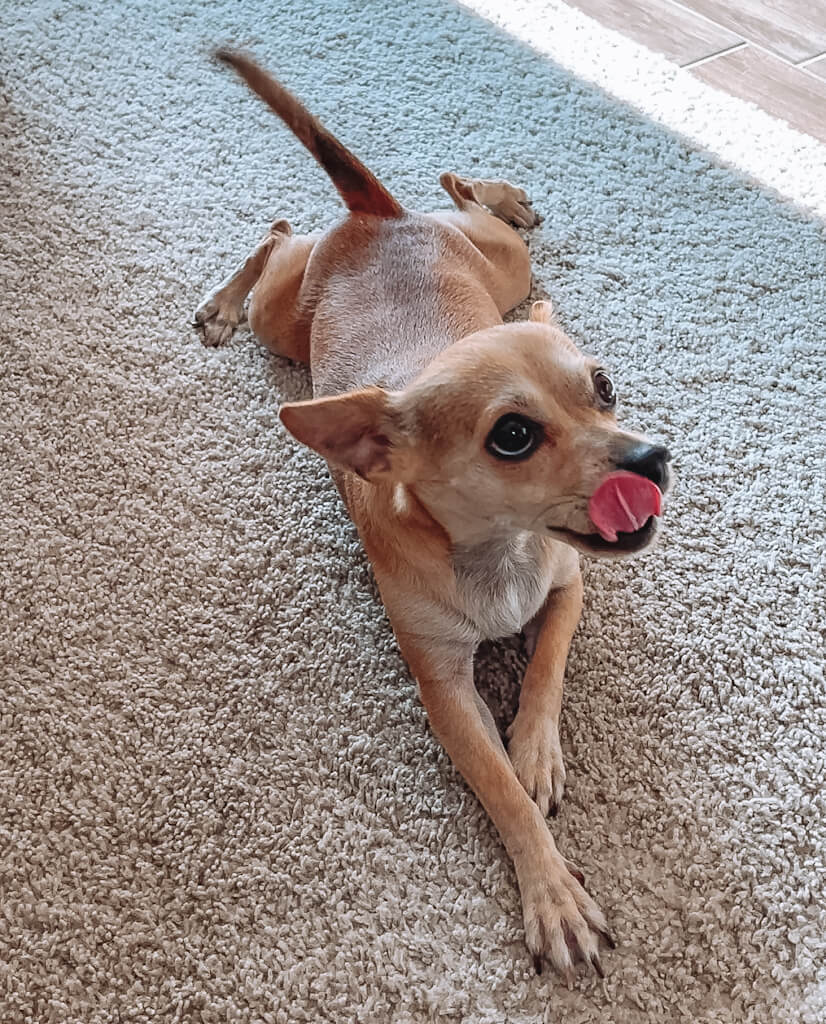 A tan chihuahua laying on a rug licking so much