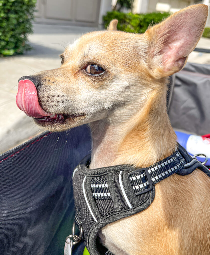 A tan chihuahua wearing a harness licking with his tongue out