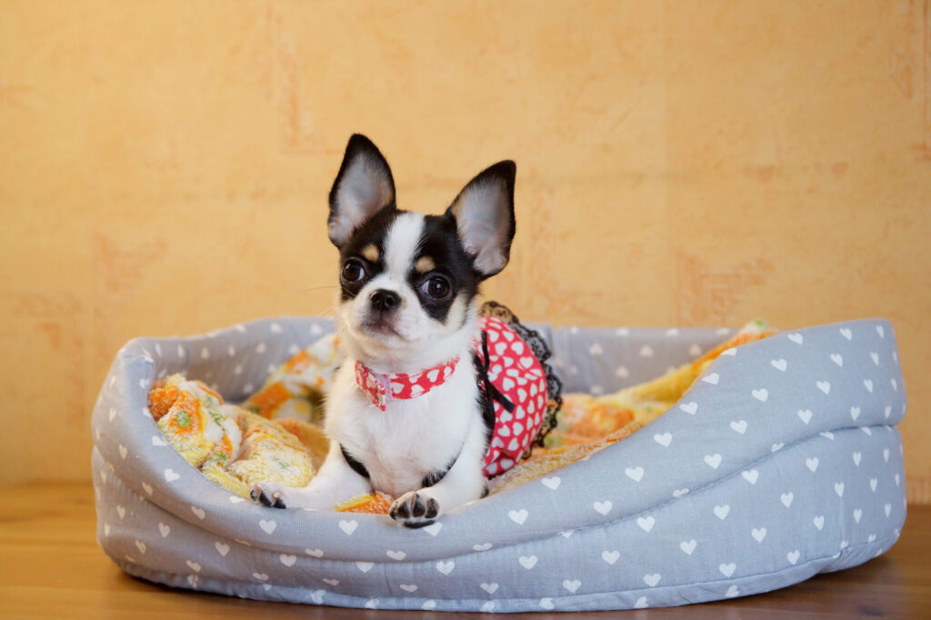 a black and white chihuahua sitting in their blue bed with white hearts