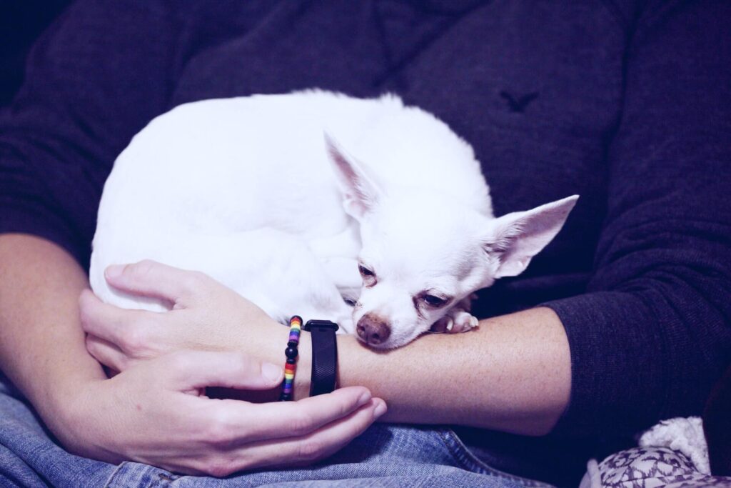 a white clingy needy chihuahua sleeping in a person's lap