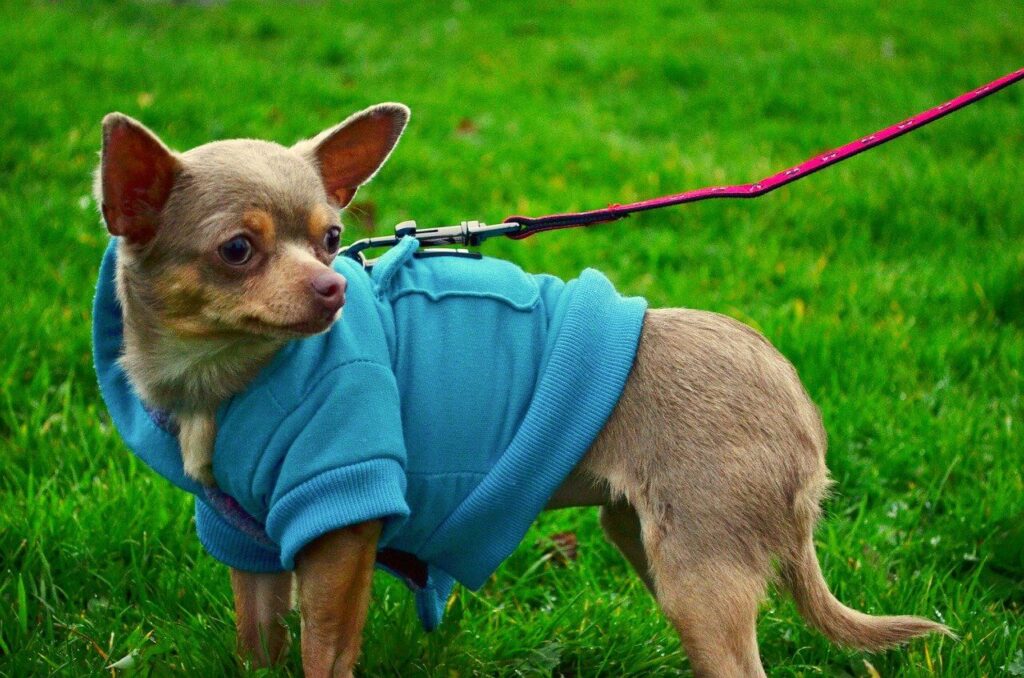 a brown chihuahua wearing a blue sweater on a leash in the grass