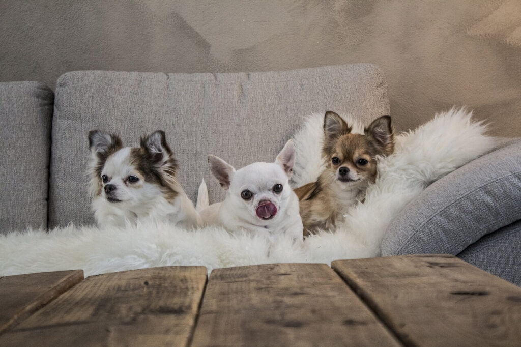 3 chihuahuas sitting on a sofa with a white fluffy blanket