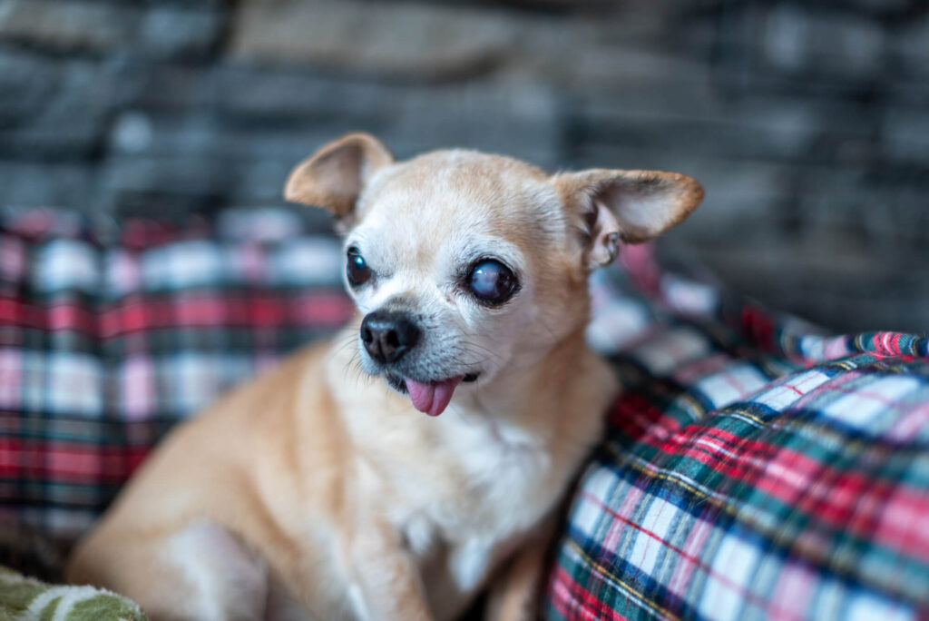 senior chihuahua with glaucoma eyes and tongue out
