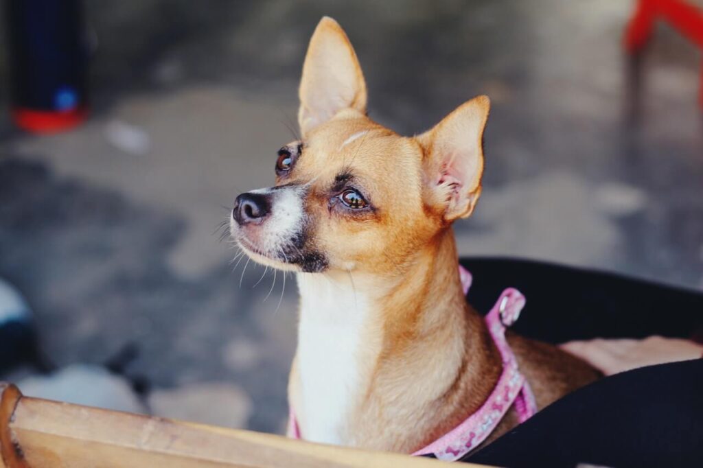 chihuahua with watery eyes looking to the side