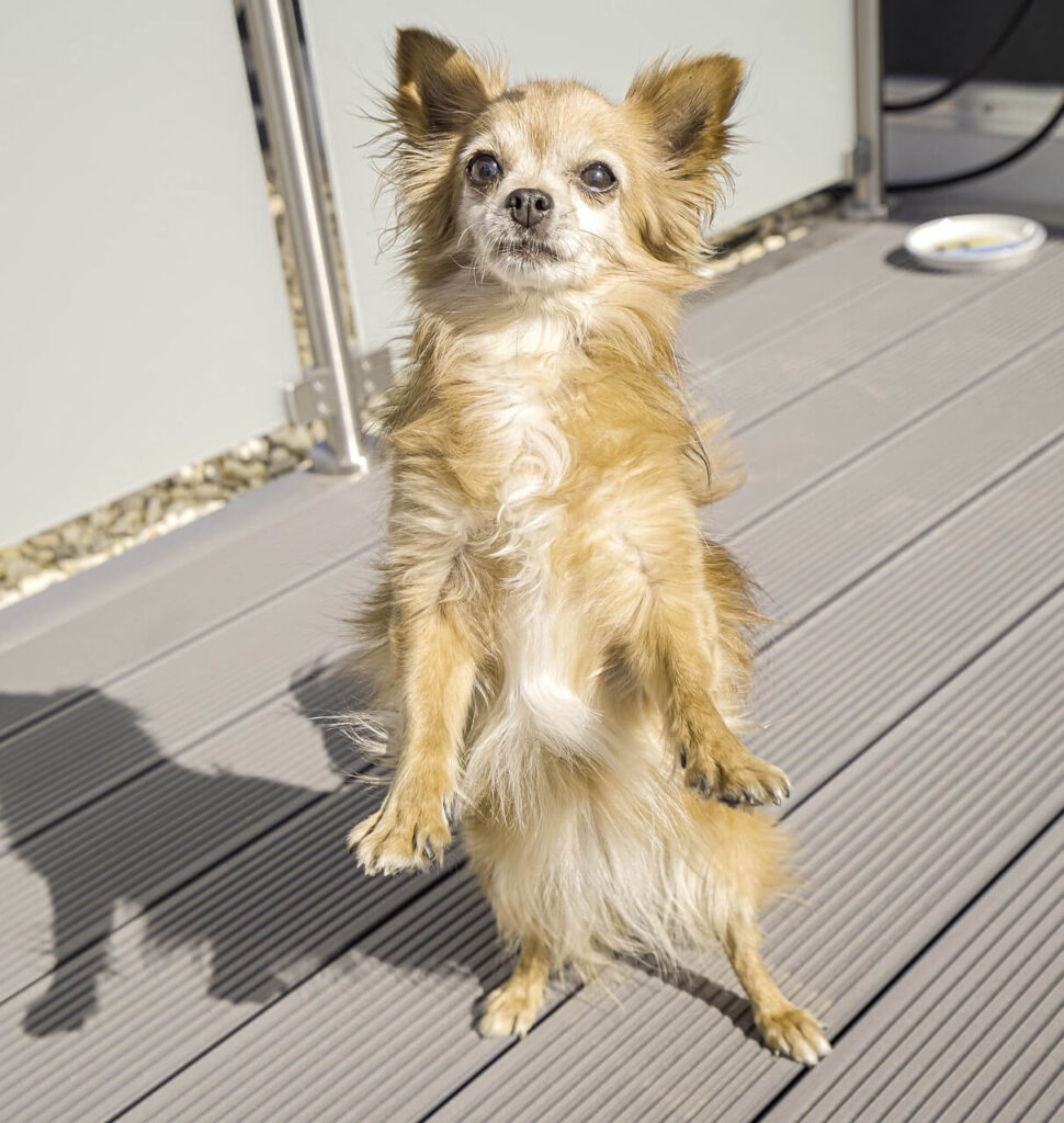 chihuahua with his paws in the air crying so much