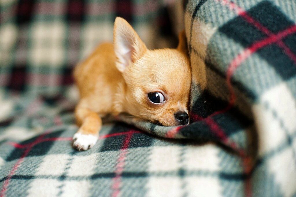chihuahua puppy crying so much on a couch