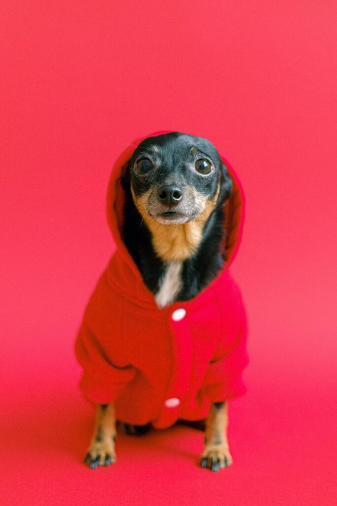 scared chihuahua wearing a red hoodie with his ears back