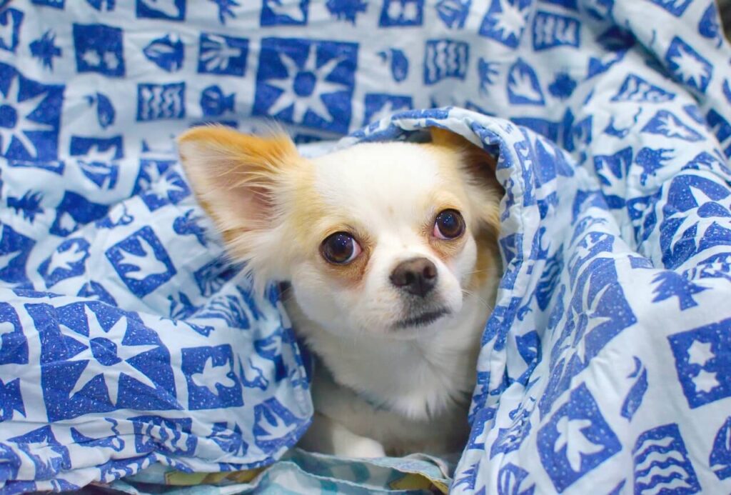 chihuahua under a blanket with red watery eyes poking his head out
