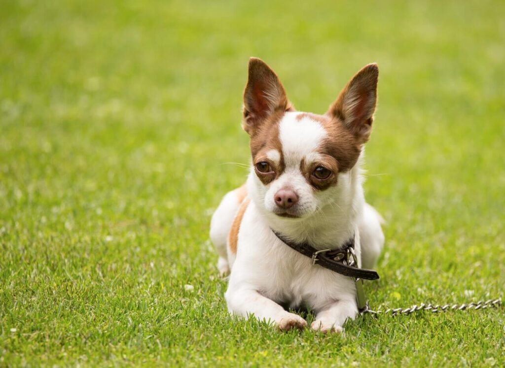 A white chihuahua with brown ears is laying down in the grass with a chain