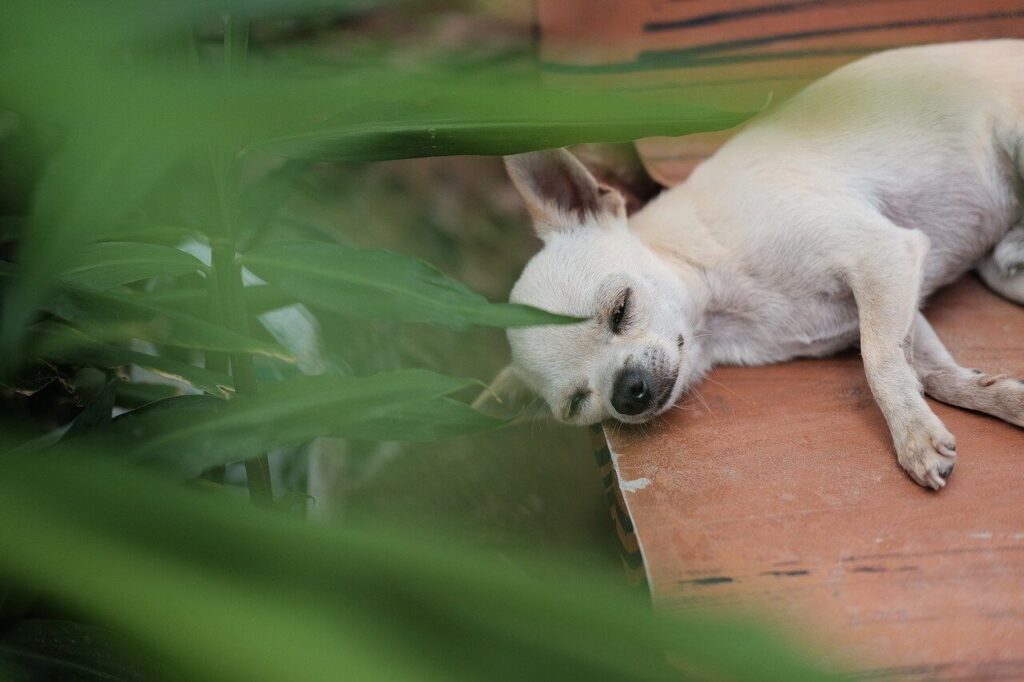 what is too cold for dogs to sleep outside