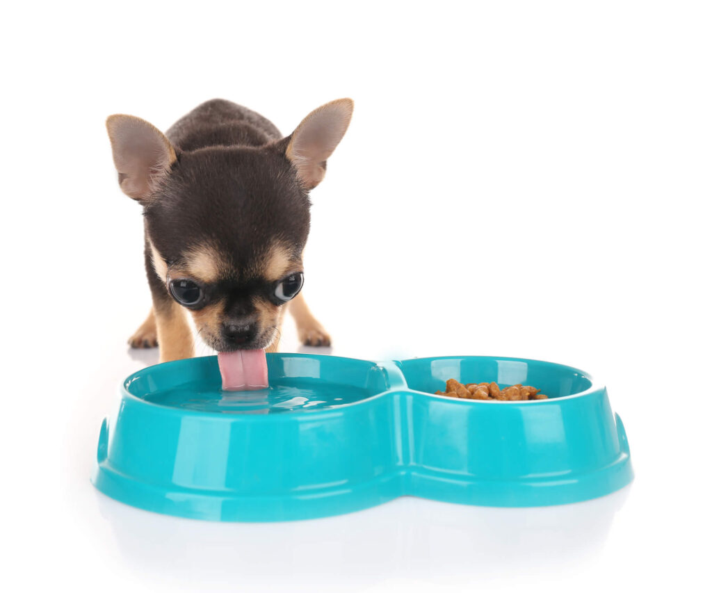 chihuahua puppy lapping up water from a water dish