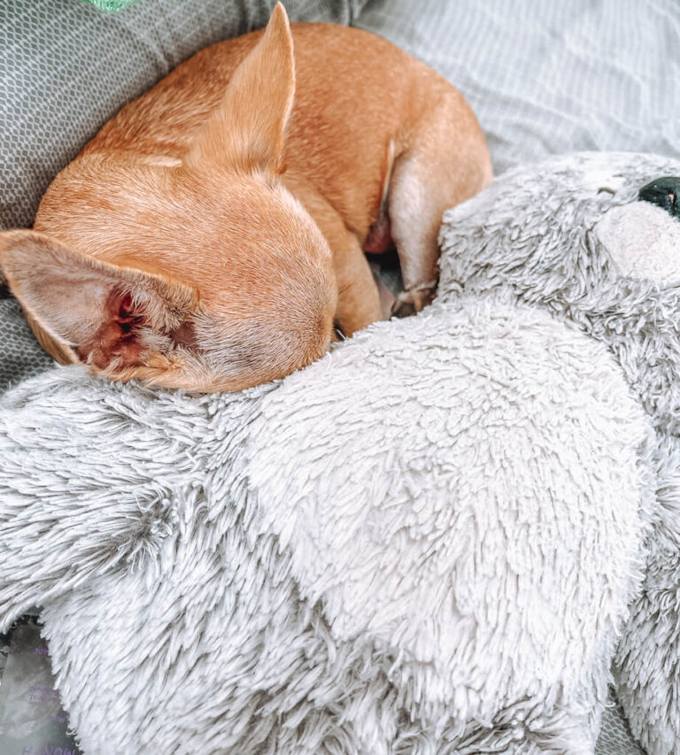 Why Do Chihuahuas Like to Sleep Under the Covers? 10 Surprising Reasons