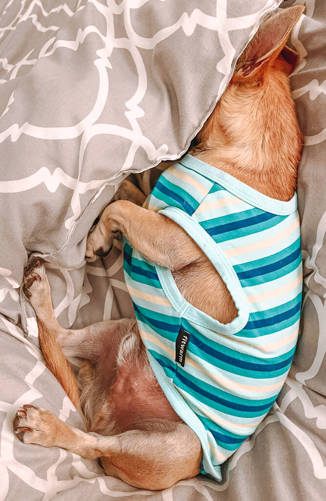 a tan chihuahua wearing a blue striped shirt burrows his face into the covers of the bed