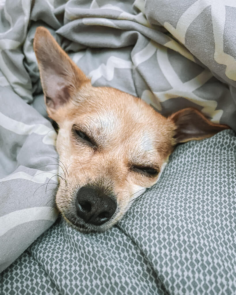 a tan chihuahua is burrowed under the covers of a bed with his face peeking out