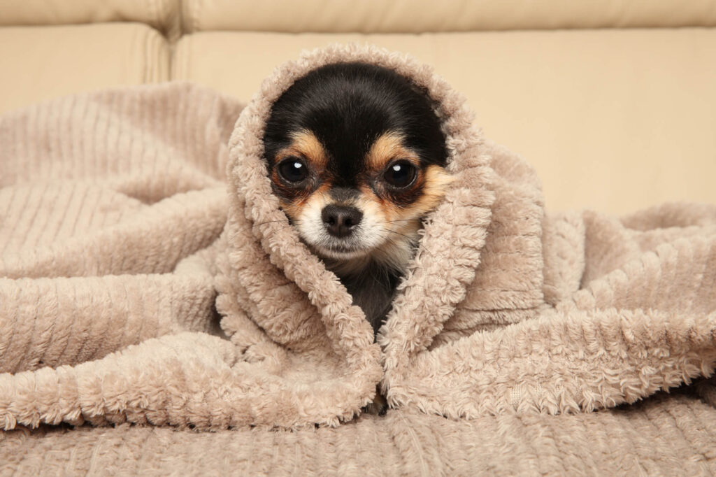 why do chihuahuas sleep under the covers? a black chihuahua under a tan blanket with his head peeking out