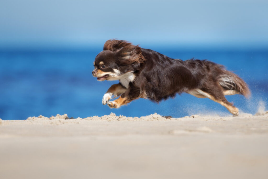 a dark chihuahua running on the beach. how fast can a chihuahua run?