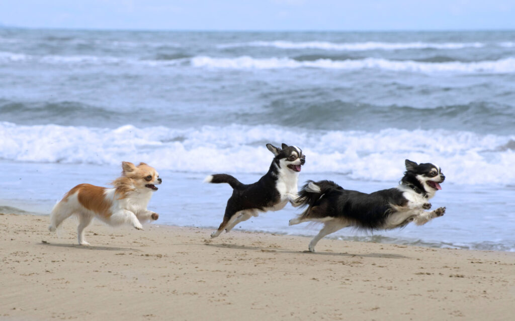 3 long haired chihuahuas running at the beach
