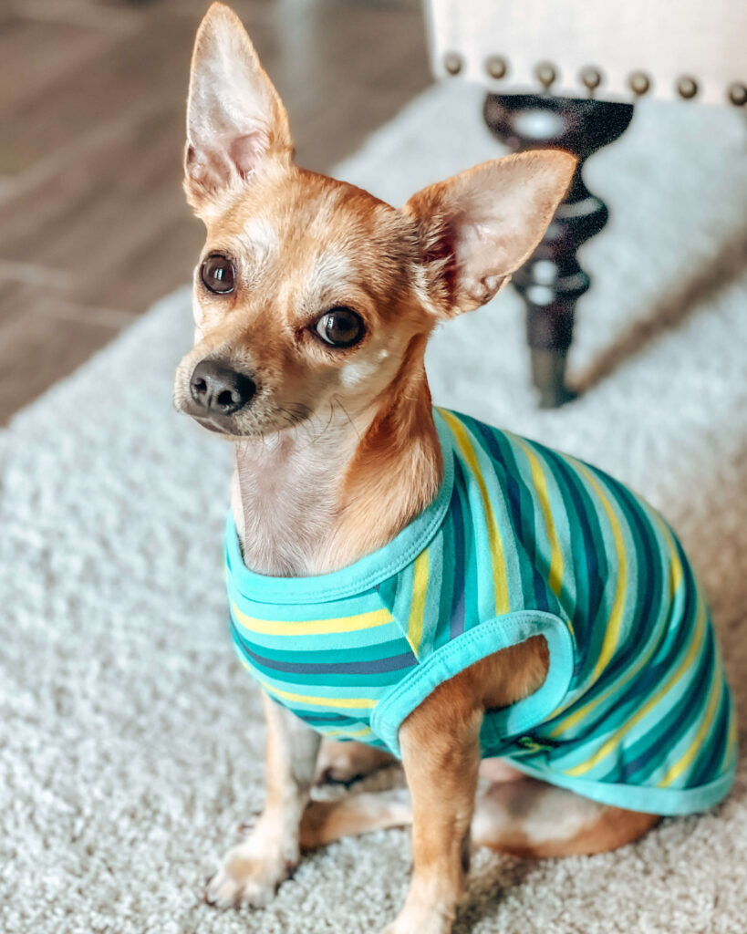 tan chihuahua wearing a blue striped shirt sitting with his head tilted