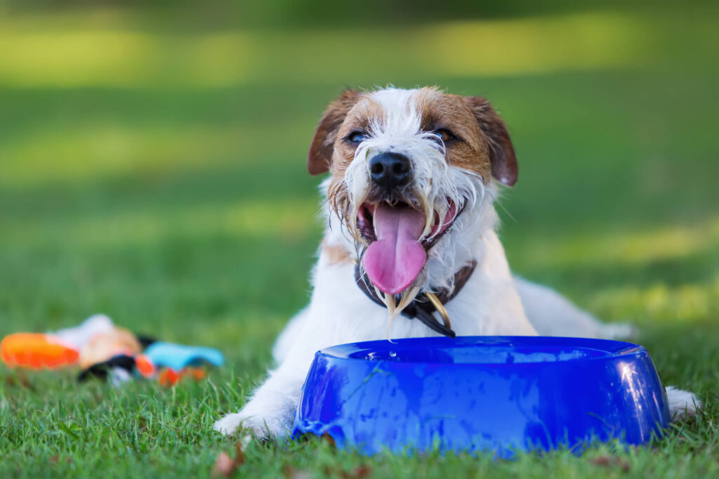 a dog is laying down in the grass panting in front of a blue water bowl