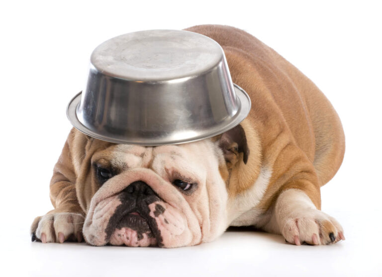 27 Foolproof Ways to Stop Dogs From Tipping Over Their Water Bowl
