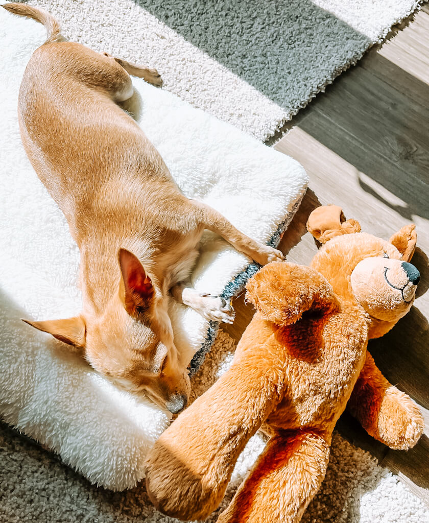 a tan chihuahua sunbathing inside lying on his mat with his teddy bear