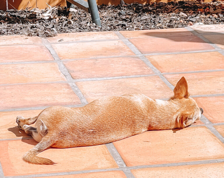 6 Reasons Why Your Dog Loves to Sunbathe + 5 Sun Tips
