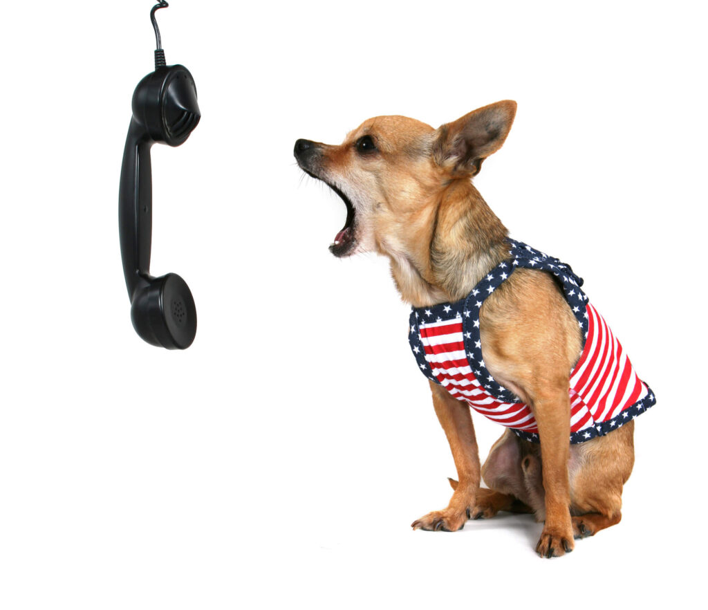 A tan Chihuahua wearing a 4th of July shirt is barking into a telephone