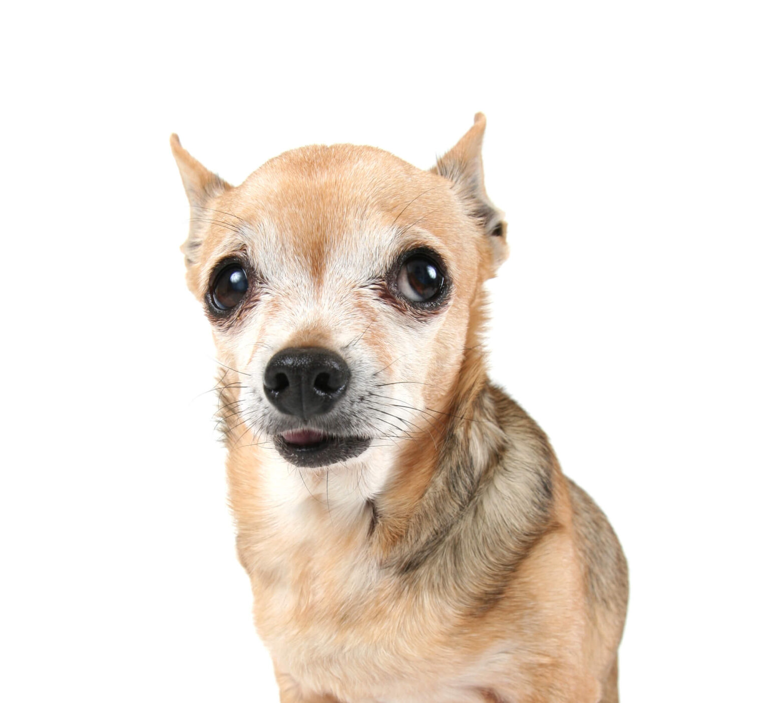 Why Do Chihuahuas Bark So Much? (+ 12 Tips)