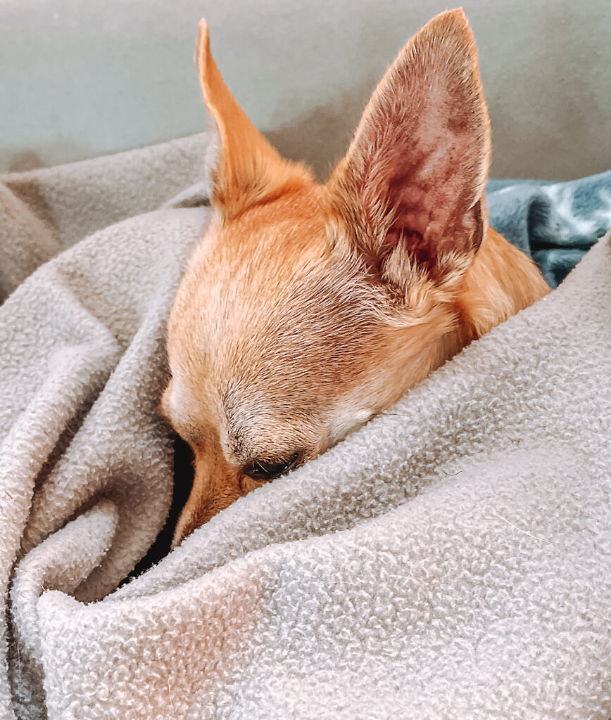 a tan chihuahua is burrowed into a light green blanket