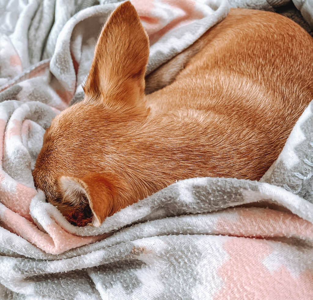 a tan chihuahua sleeping under the covers and burrowing 
