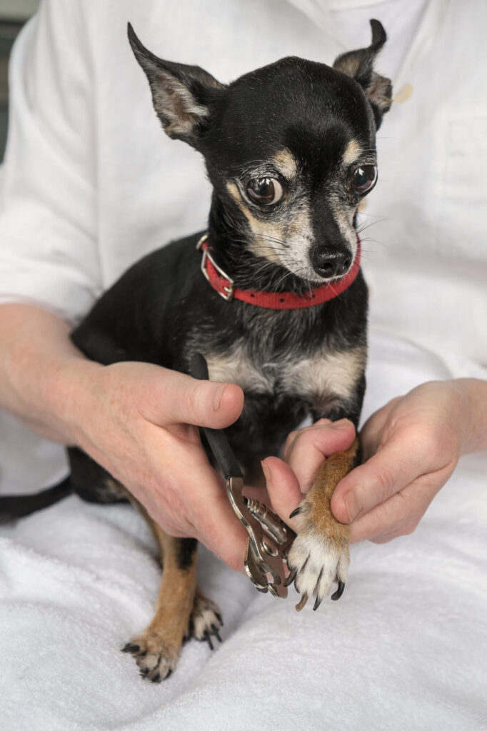 a chihuahua is sitting on a person's lap and getting their nails trimmed