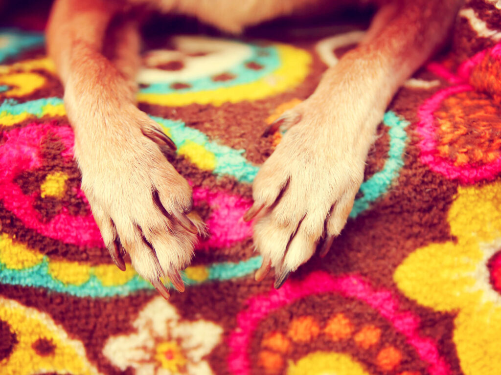 a chihuahua with long nails on top of a brightly colored rug