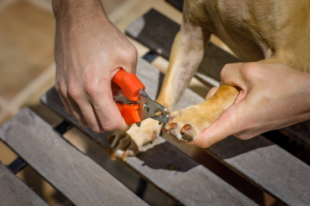 how to cut chihuahua nails. A chihuahua is having his nails cut with orange clippers