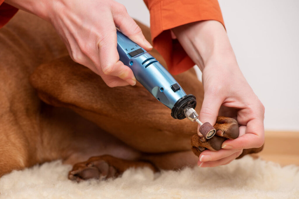 a dog is laying down having his back nail cut with a dremel
