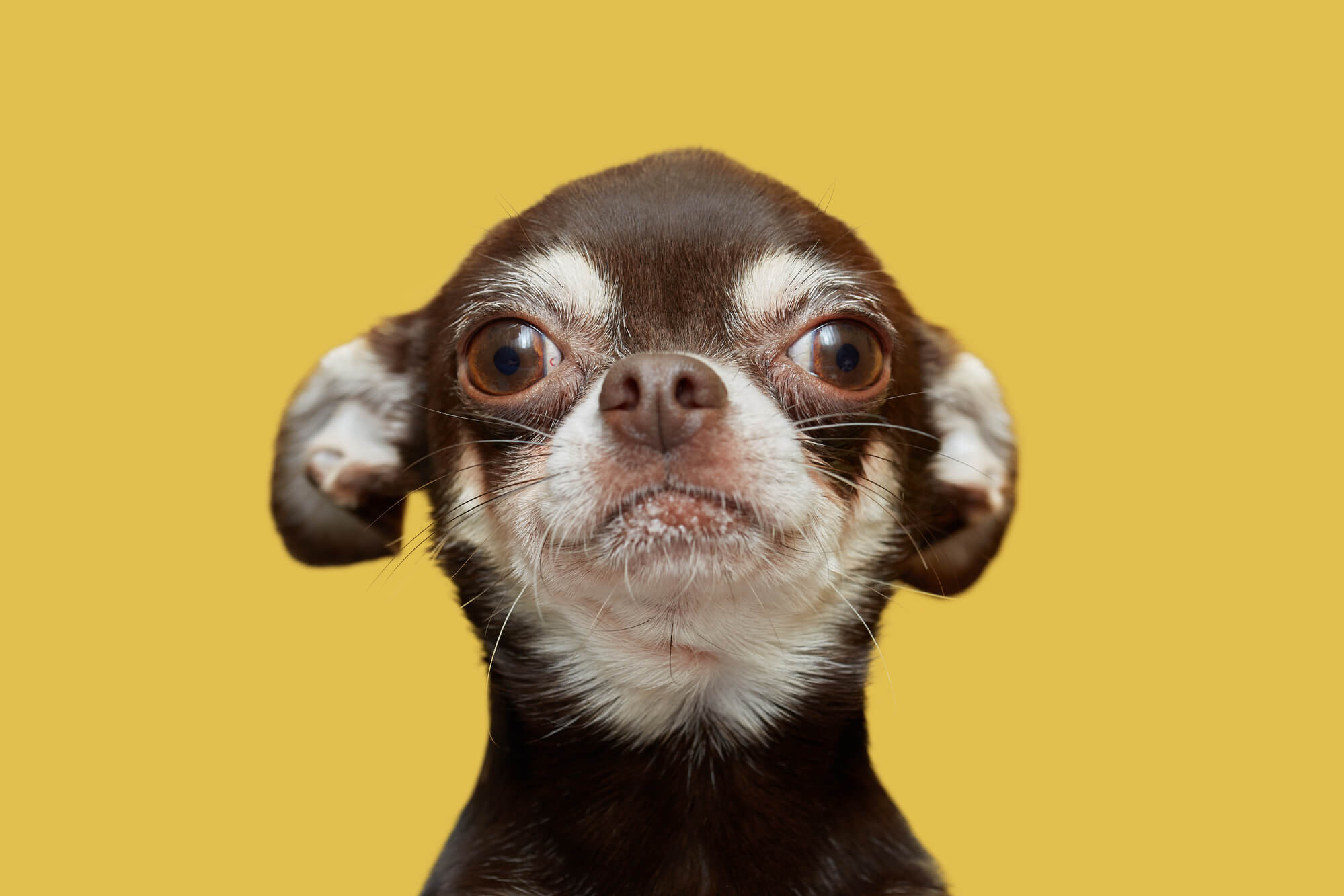 Why Your Chihuahua Has Floppy Ears 